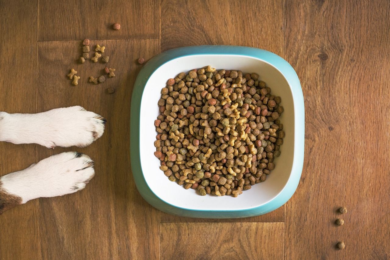 Czym karmić psa, by na długo cieszył się dobrym zdrowiem?