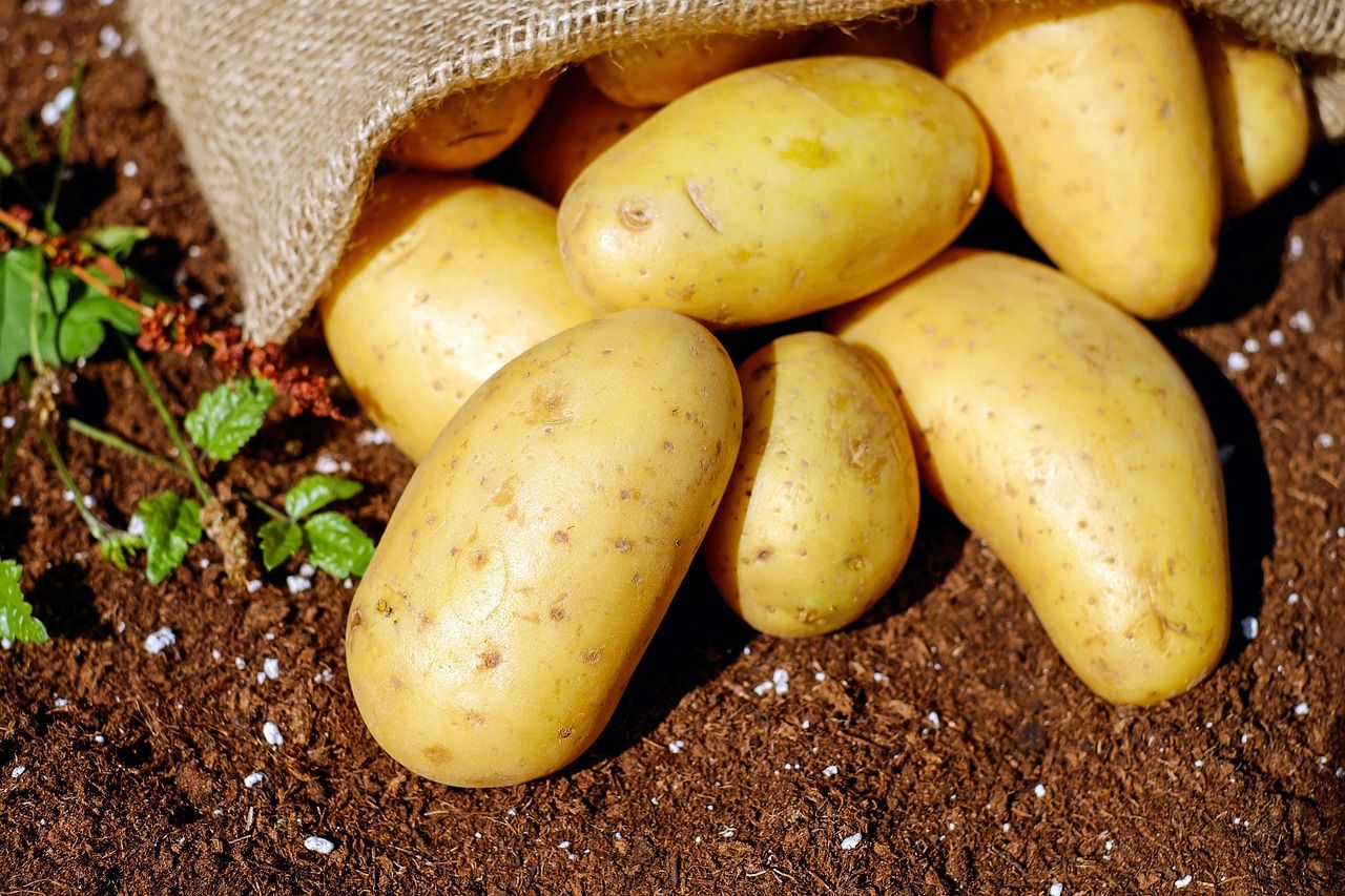 Ziemniaki prosto z ogrodu – jak je uprawiać, aby były zdrowe i smaczne?