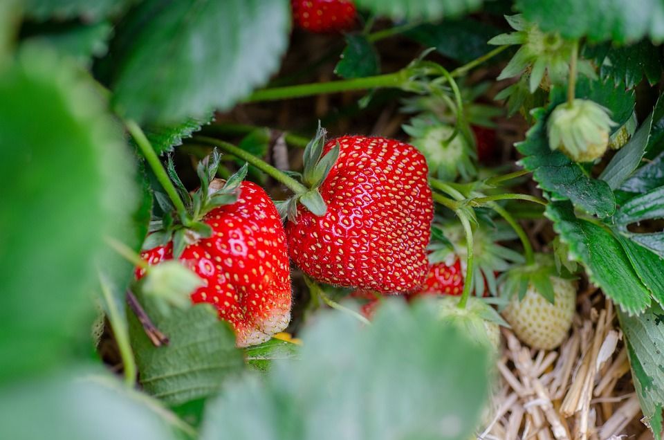 Nie tylko warzywa: Zdrowa dieta prosto z Twojego ogrodu