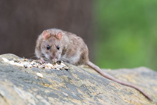 Jak bezpiecznie stosować trutkę na szczury w hodowli?