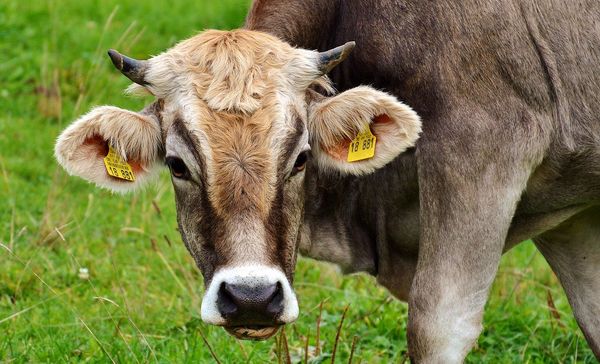 Zasady prawidłowego żywienia bydła - na co zwrócić uwagę przy wyborze paszy?