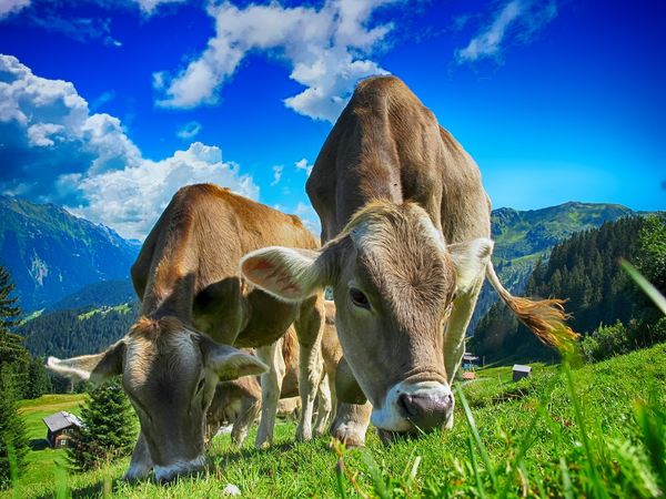 Różnorodność w diecie bydła – dlaczego jest tak ważna?