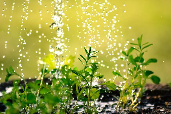 Sposoby na wykorzystanie zgromadzonej wody deszczowej w ogrodzie