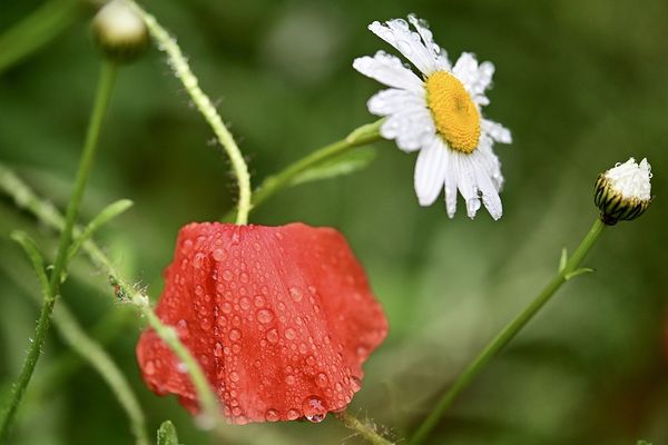 Deszczówka jako Twój sprzymierzeniec w ogrodnictwie - zobacz jak ją efektywnie wykorzystać