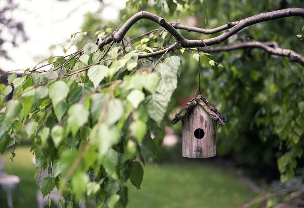 Dlaczego warto zainwestować w miejsce do karmienia ptaków w swoim ogrodzie