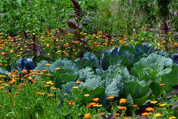 Poradnik dla początkujących ogrodników - od nasionka do zdrowej rośliny