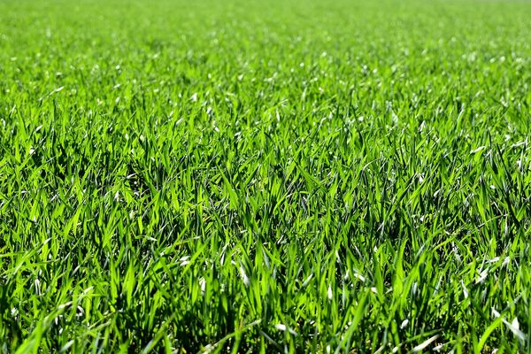 Zielony dywan w ogrodzie - jak zadbać o idealną trawę?
