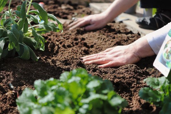 Przegląd niezbędnego sprzętu dla każdego ogrodnika